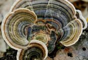 Yun Zhi Mushroom